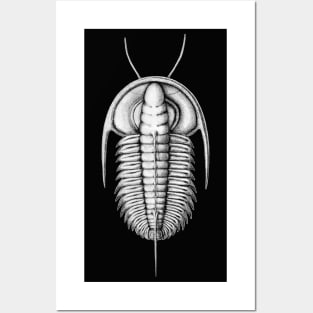 Redlichia, Cambrian Trilobite from Kangaroo Island Posters and Art